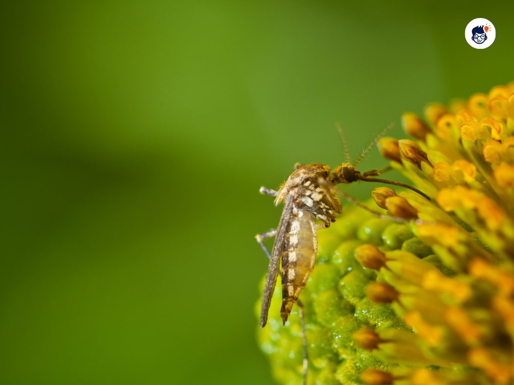 Unforeseen Consequences Of A World Without Mosquitoes Unforeseen Consequences Of A World Without Mosquitoes