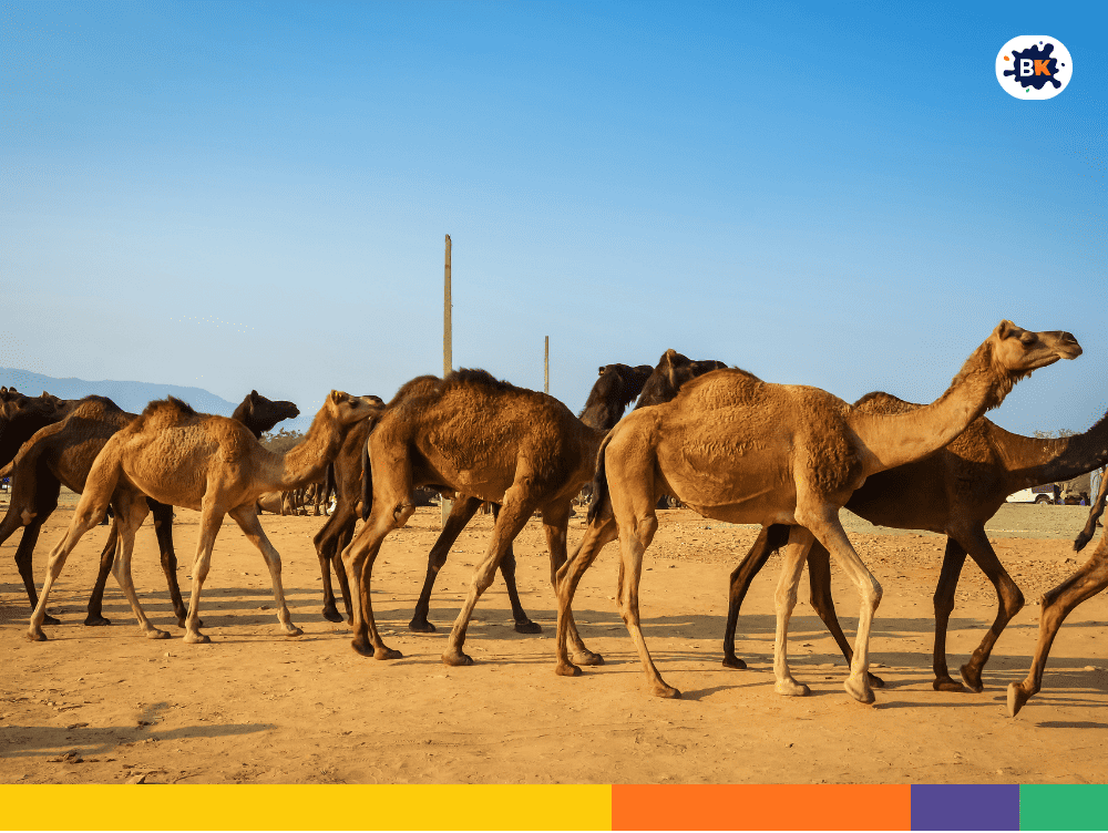 Camel Fair