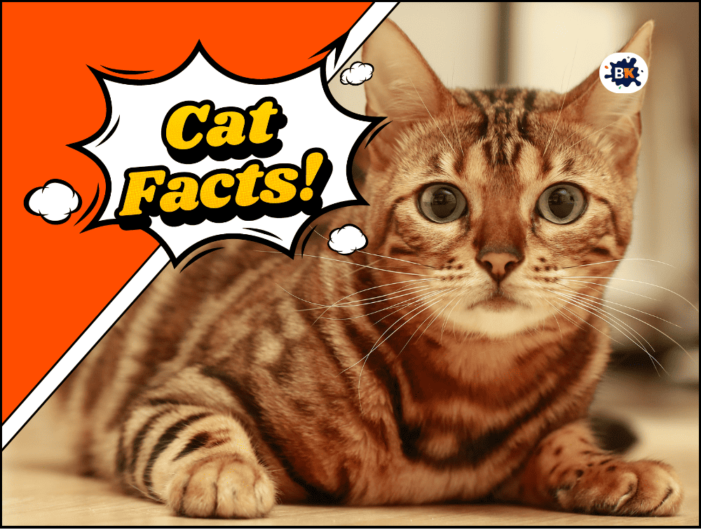 28+ Cat Facts That Every Feline Lover Should Know! (Free Printable)