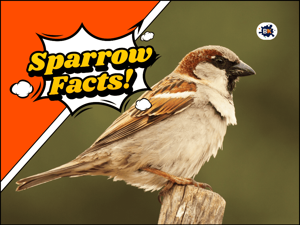 27 Amazing Sparrow Facts: More about this Tiny Bird