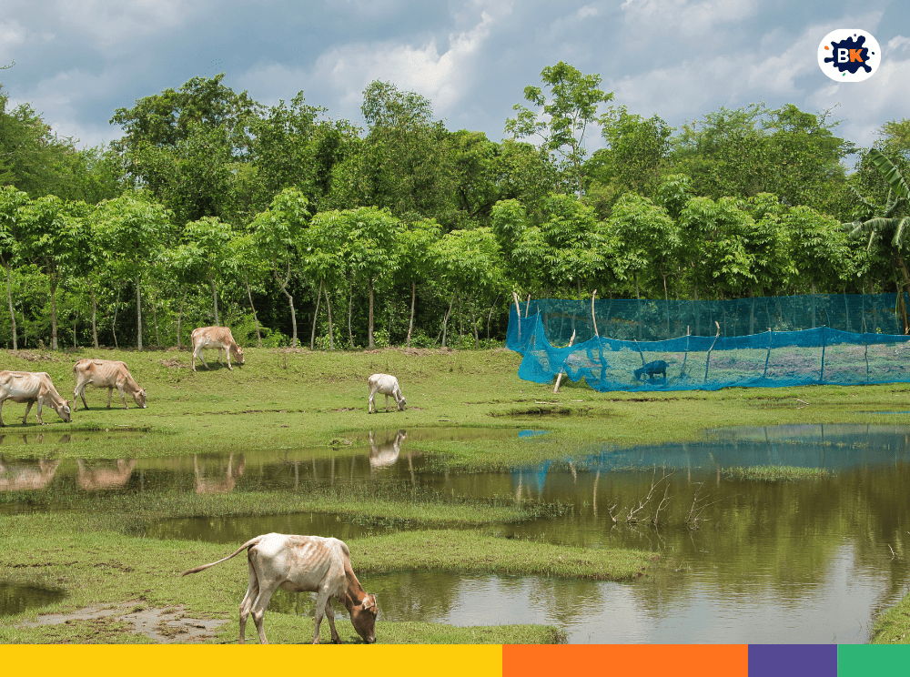 Largest Mangrove Forest