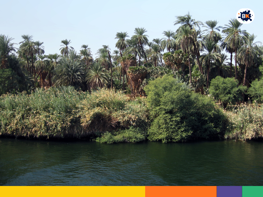 Nile River Vegetation