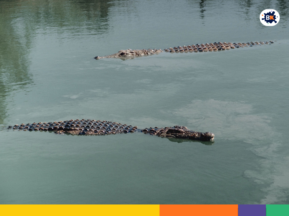 Nile River Wildlife