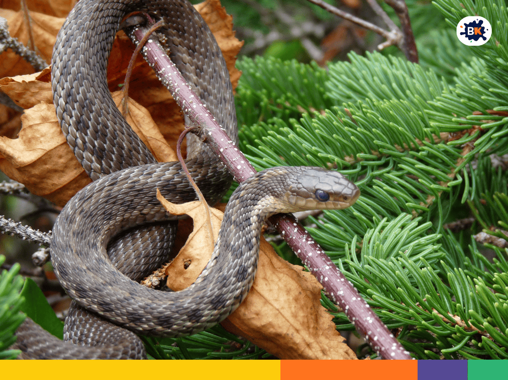 You May Know That Snakes Evolved More Than 142 Million Years Ago ...