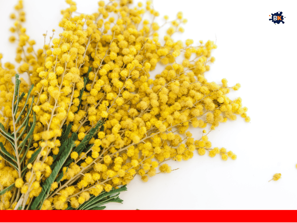 Acacia Golden Thing