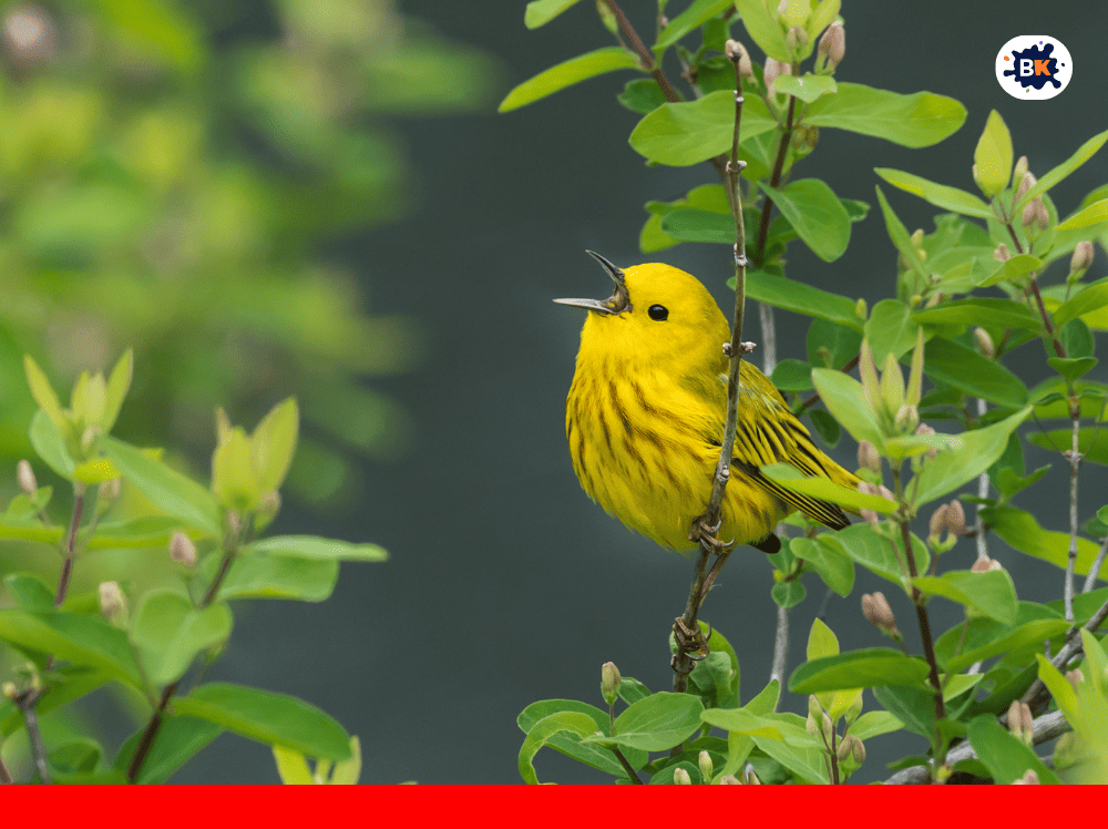American GoldenWarbler Golden Thing