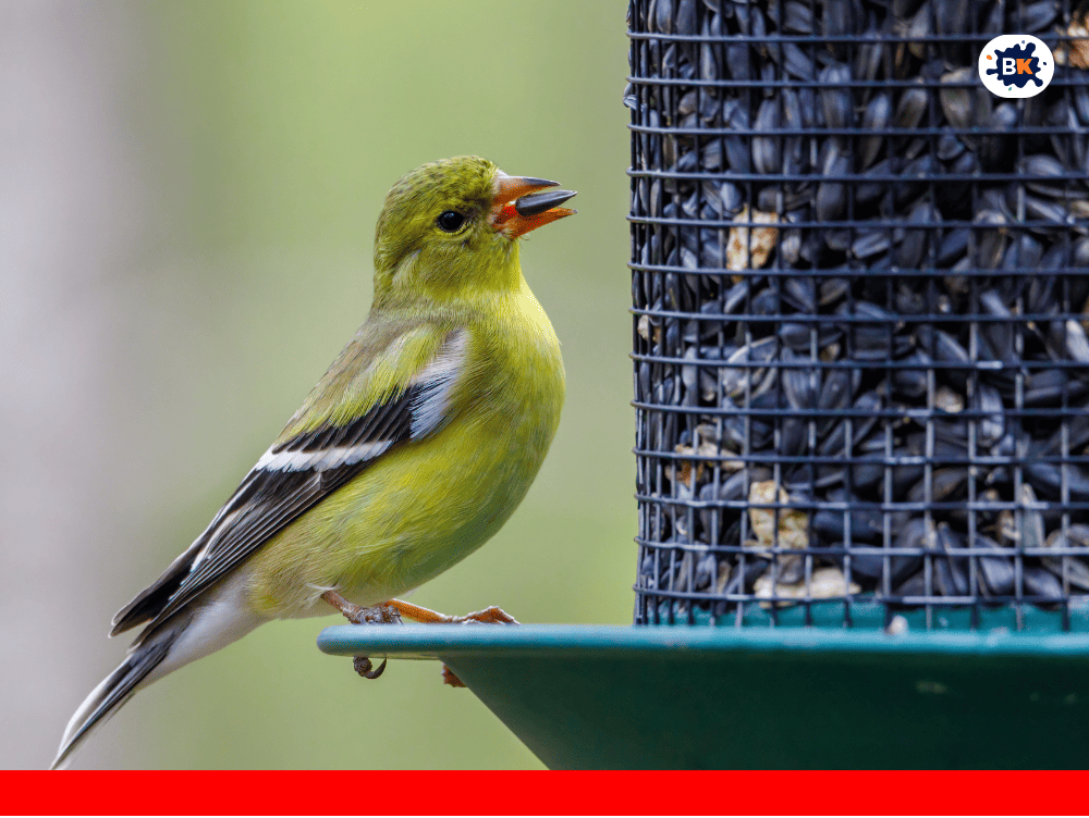 American Goldfinch Golden Thing