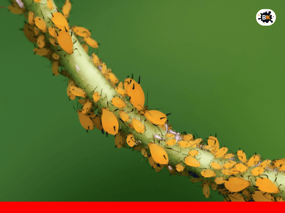 Aphids Golden Thing