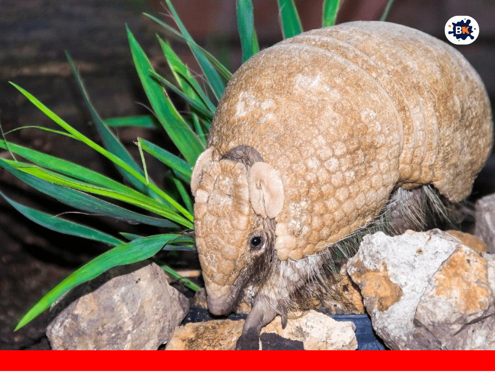 Armadillo Golden Thing