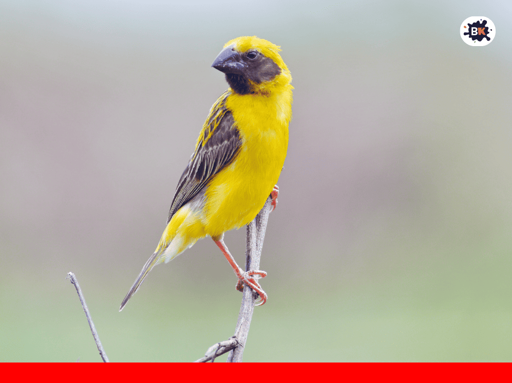 Asian Golden Weaver Golden Thing