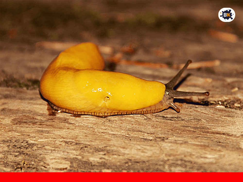 Banana Slug Golden Thing