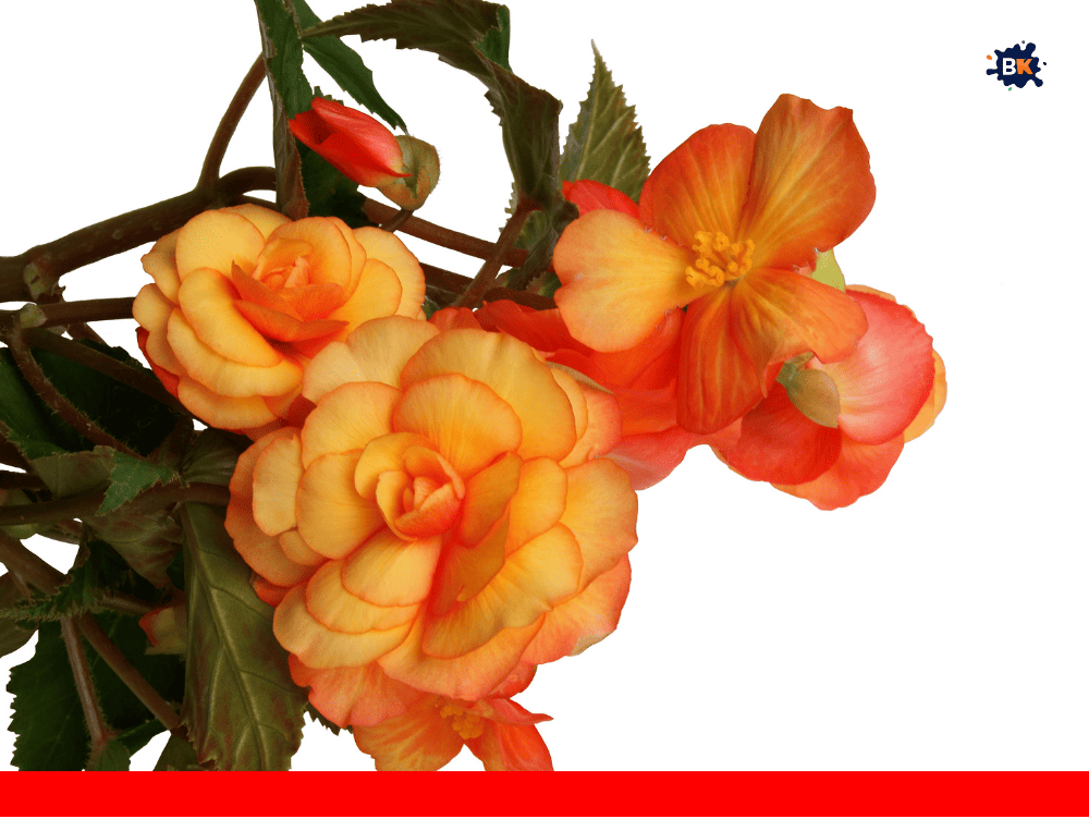Begonia Golden Thing