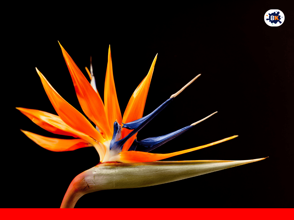 Bird-of-Paradise Golden Thing