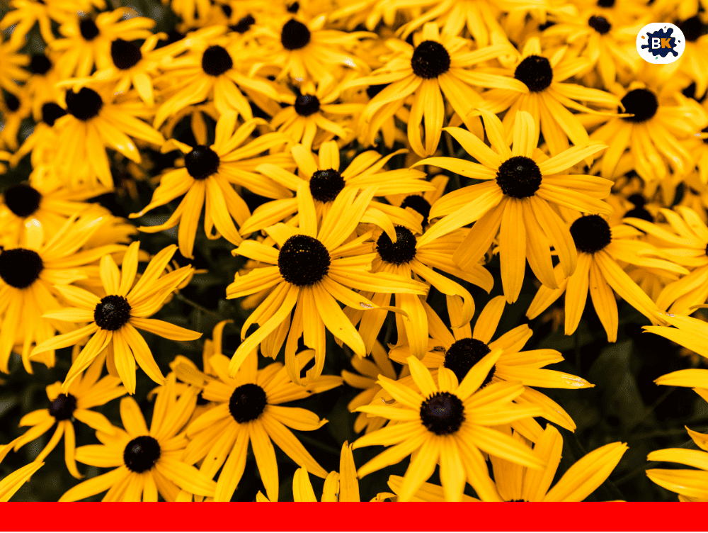 Black-Eyed Susan Golden Thing