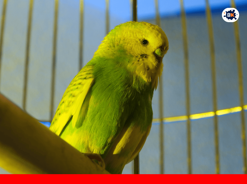 Budgerigar Golden Thing