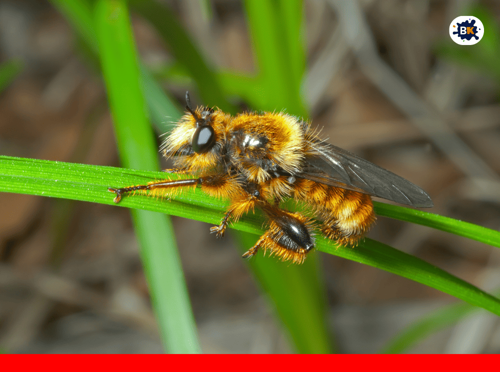 Bumblebee Golden Thing