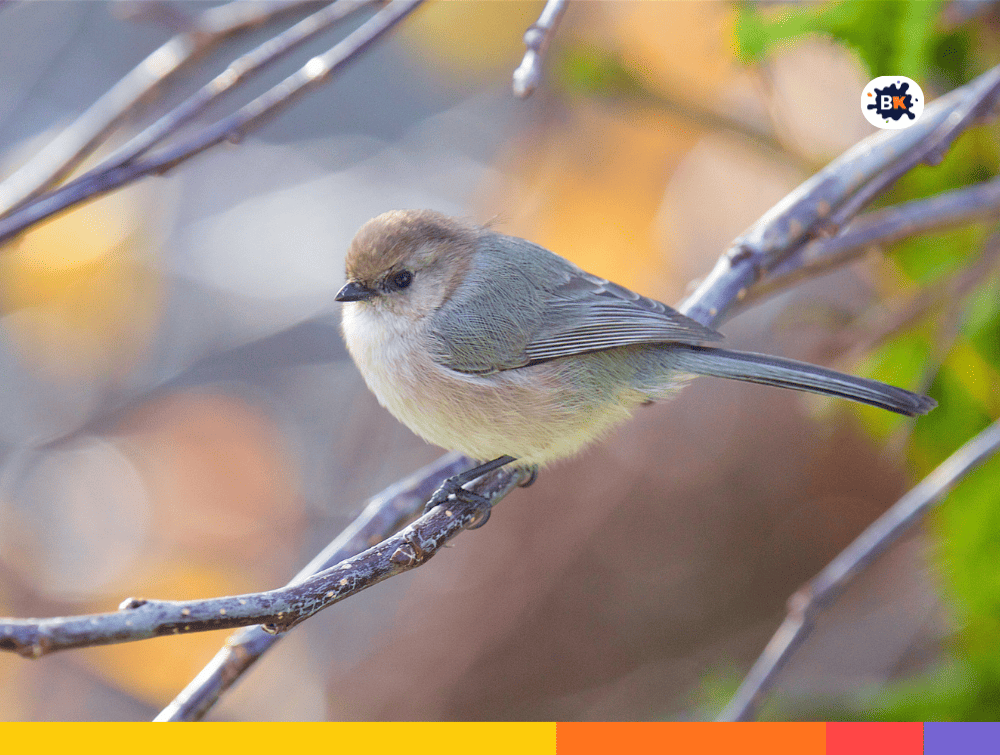 Bushtits Gray Thing