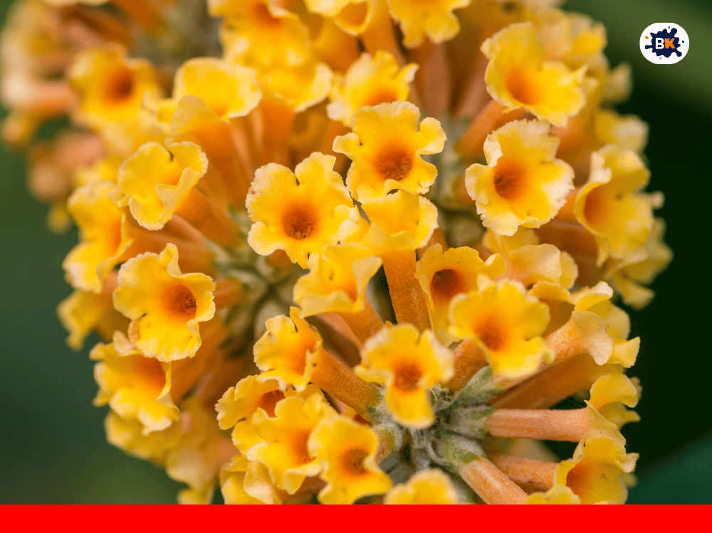 Butterfly Bush Golden Thing