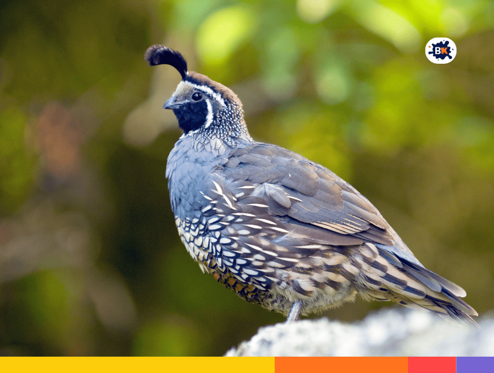 California Valley Quail Gray Thing