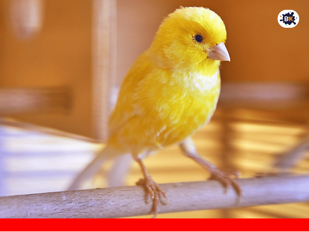 Canary Golden Thing
