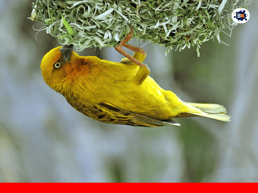 Cape Weaver Golden Thing