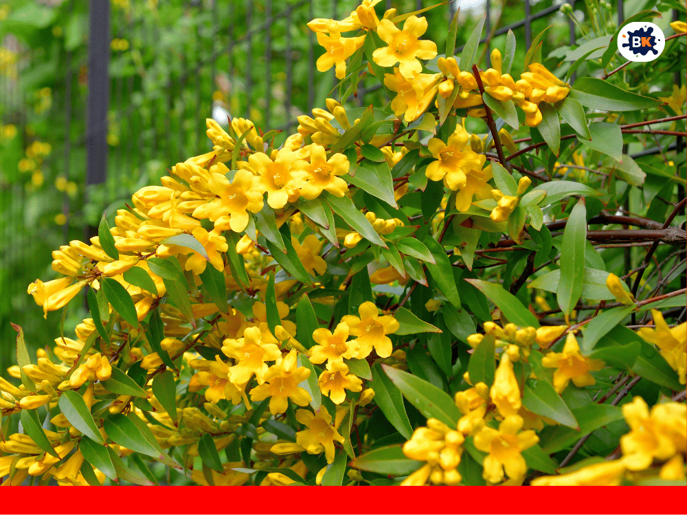 Carolina Jessamine Golden Thing