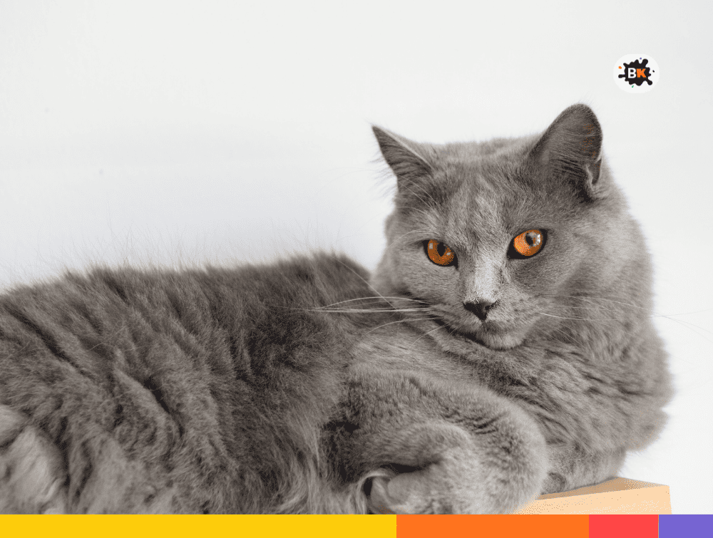 Cat Gray Thing