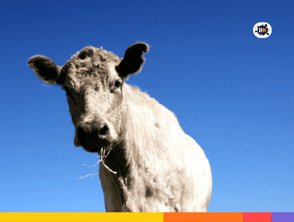 Cattle Gray Thing