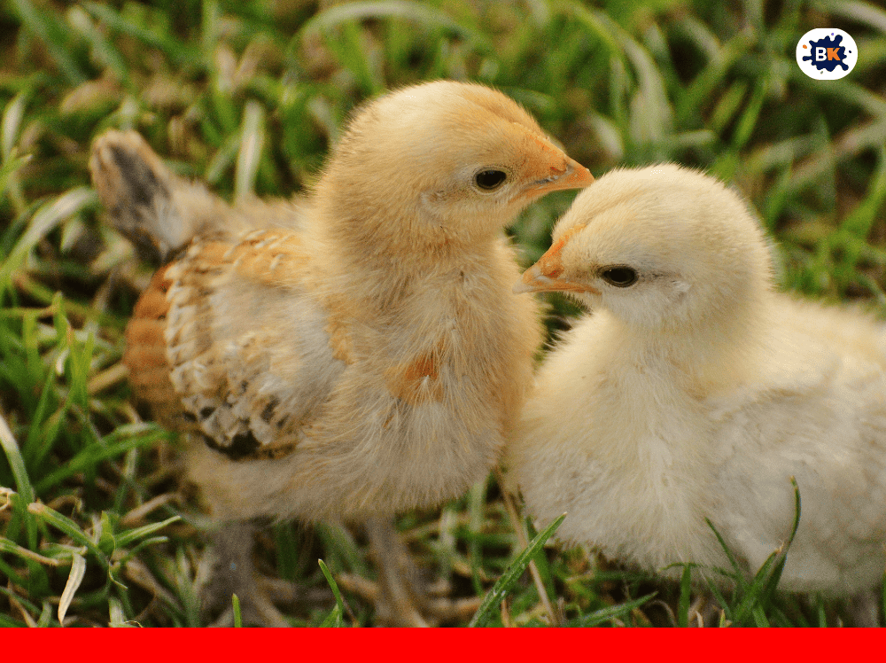 Chick Golden Thing