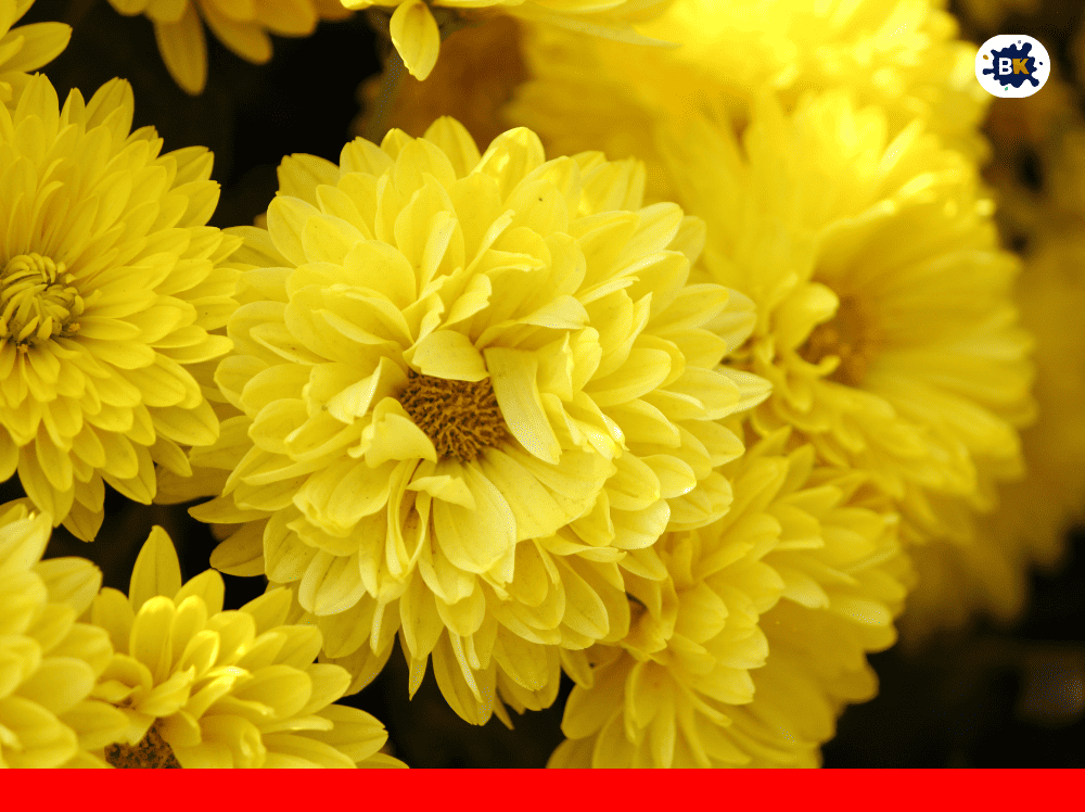 Chrysanthemum Golden Thing