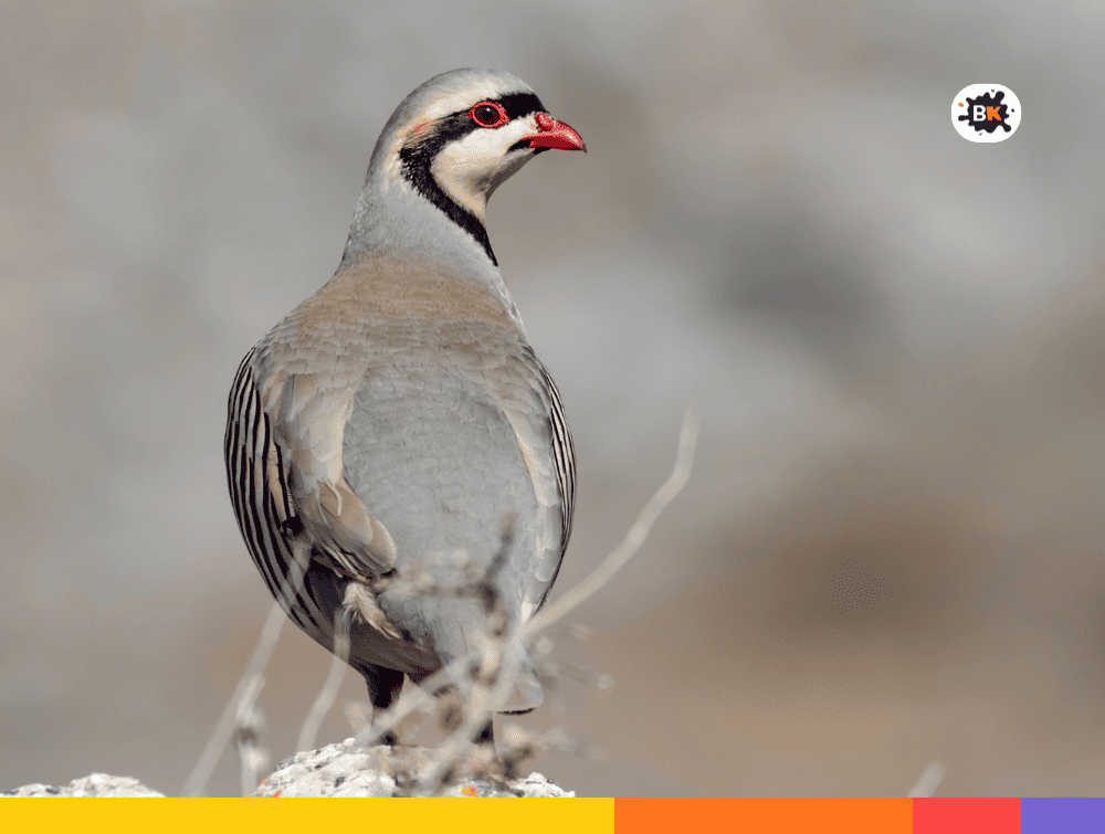 Chukar Partridges Gray Thing
