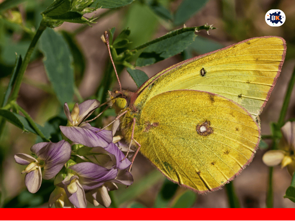 Clouded Sulphur Golden Thing