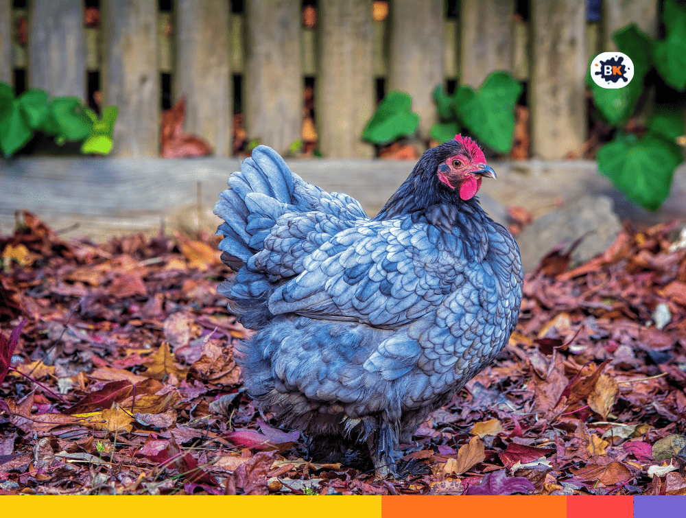 Cochin Chicken Gray Thing