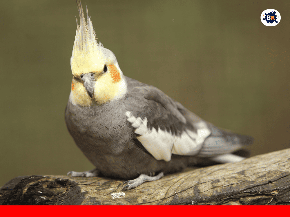 Cockatiel Golden Thing