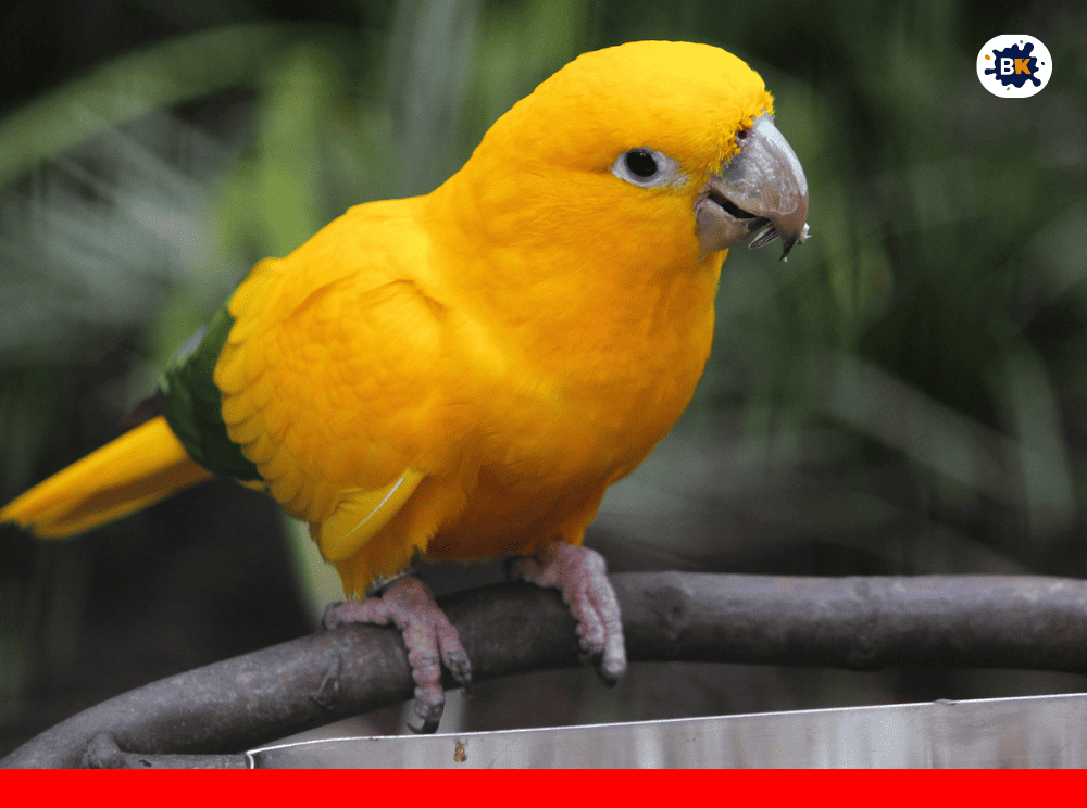 Conure Golden Thing