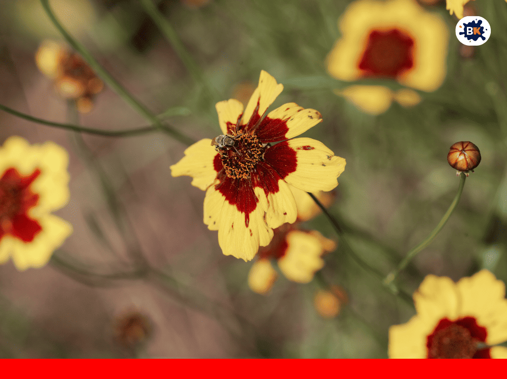 Coreopsis Golden Thing