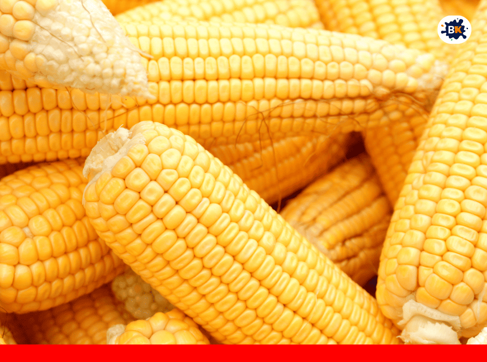 Corn Golden Thing