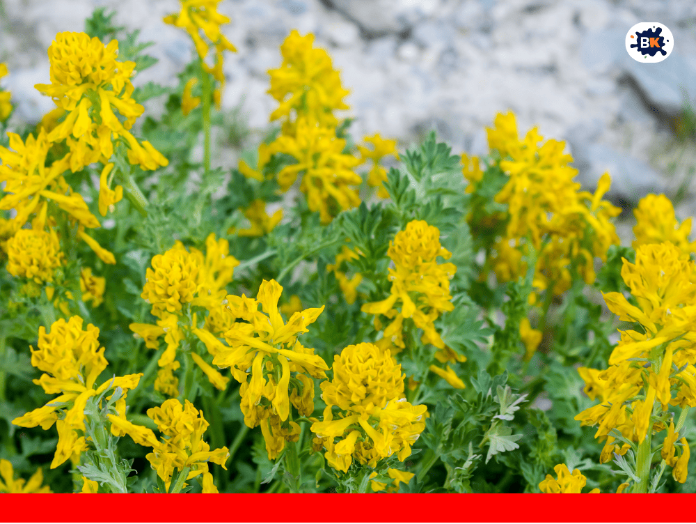 Corydalis Golden Thing