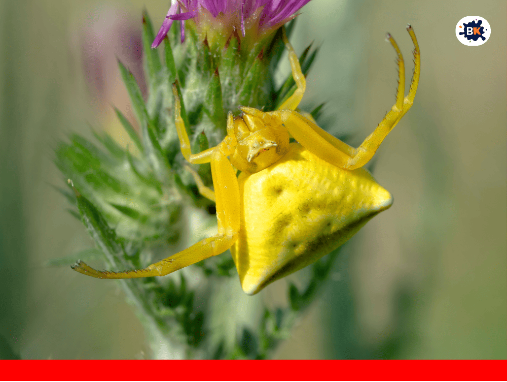 Crab Spider Golden Thing