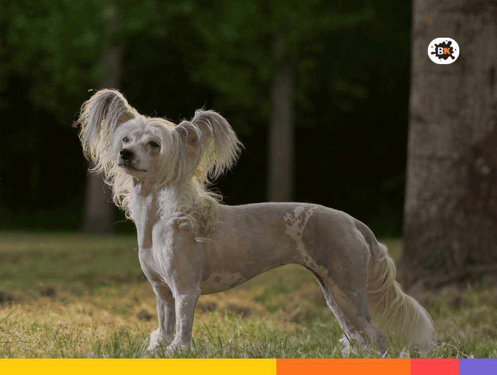 Crested Dog Gray Thing