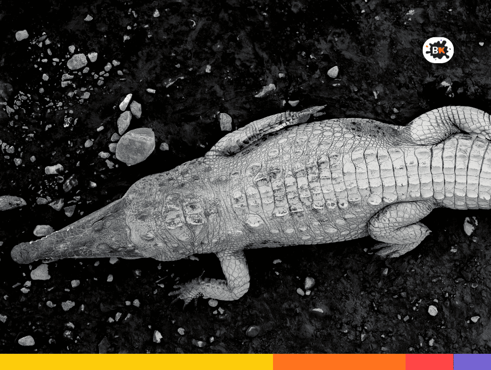 Crocodile Gray Thing