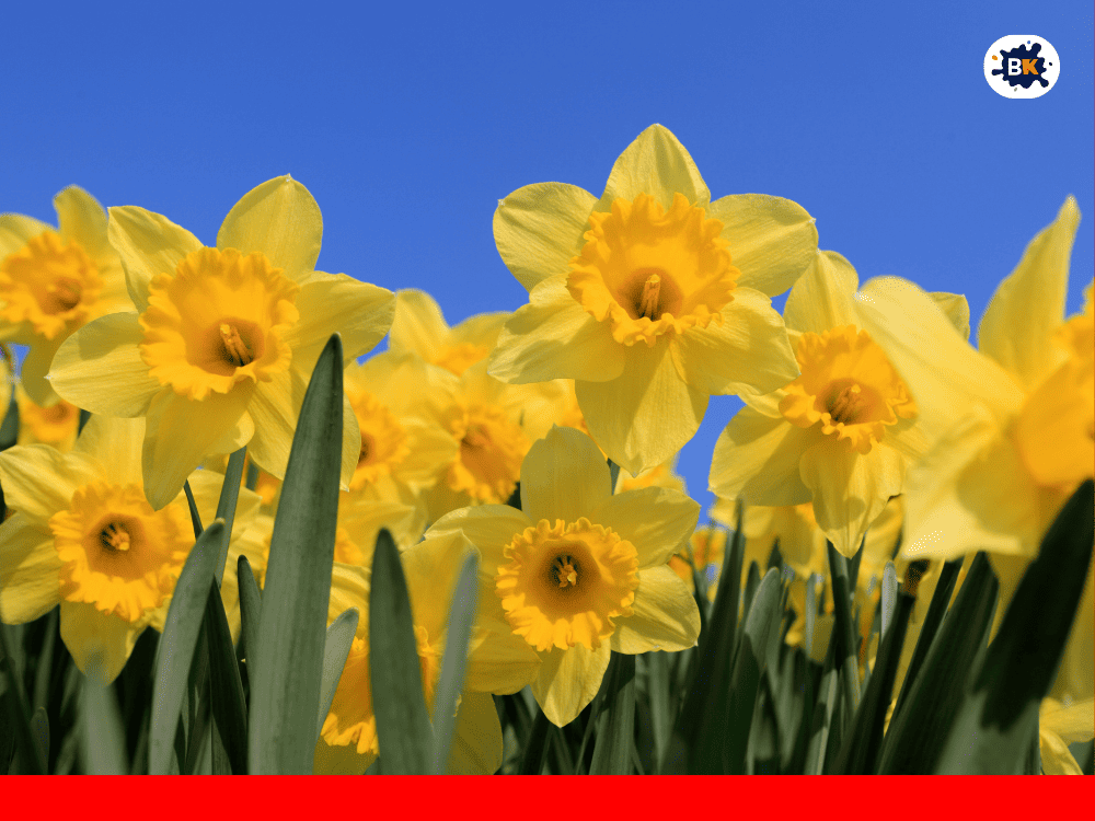 Daffodil Golden Thing