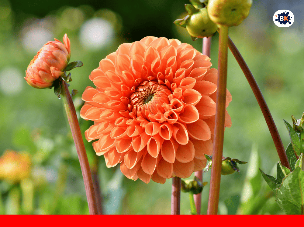 Dahlia Golden Thing
