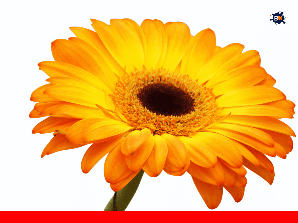 Daisy Golden Thing