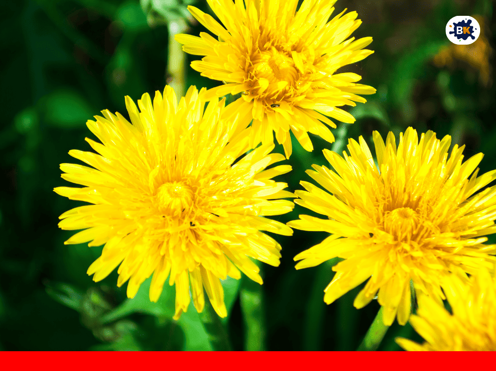 Dandelion Golden Thing