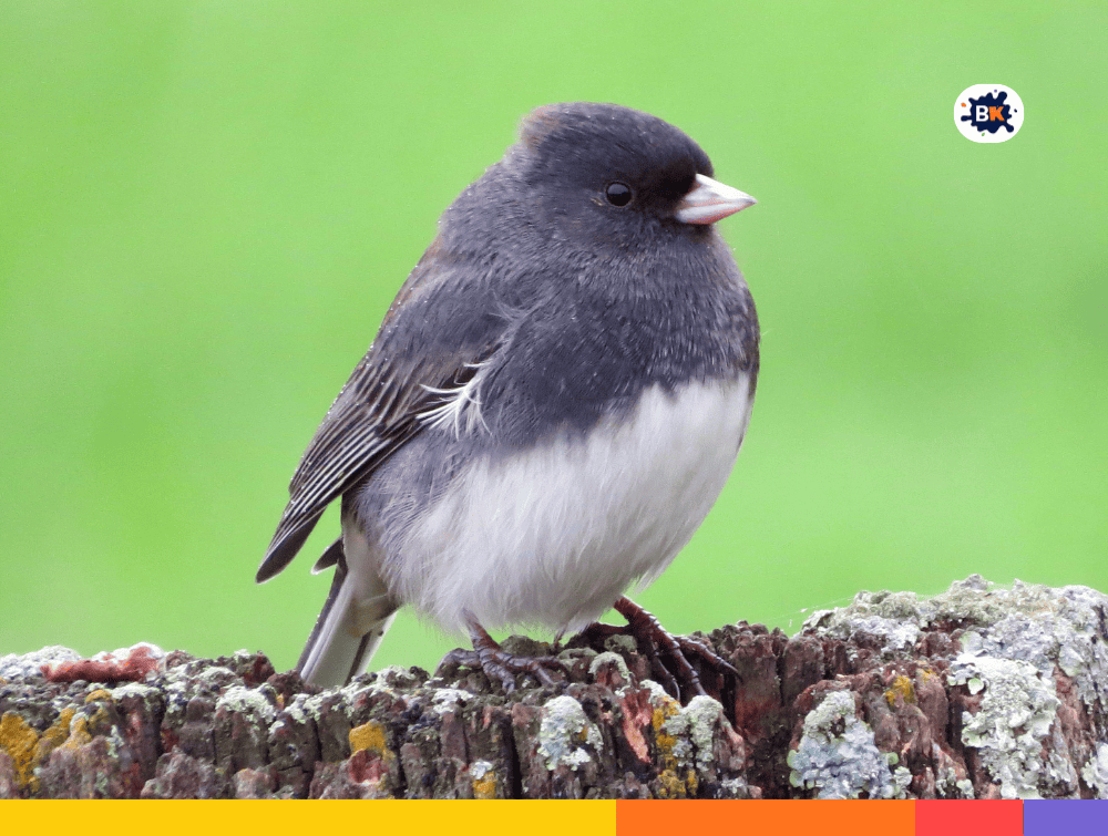 Dark-Eyed Juncos Gray Thing