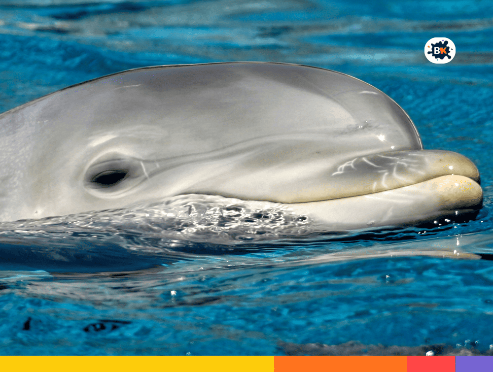 Dolphins Gray Thing