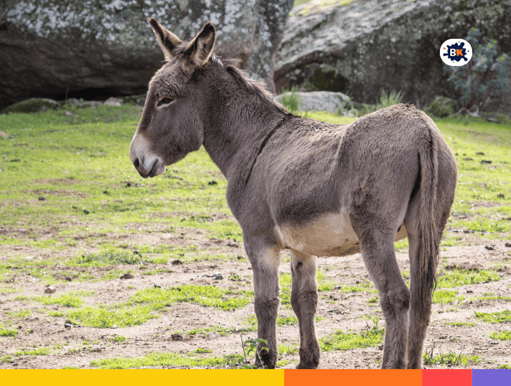 Donkey Gray Thing