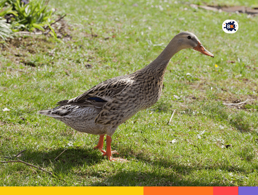 Duck Gray Thing