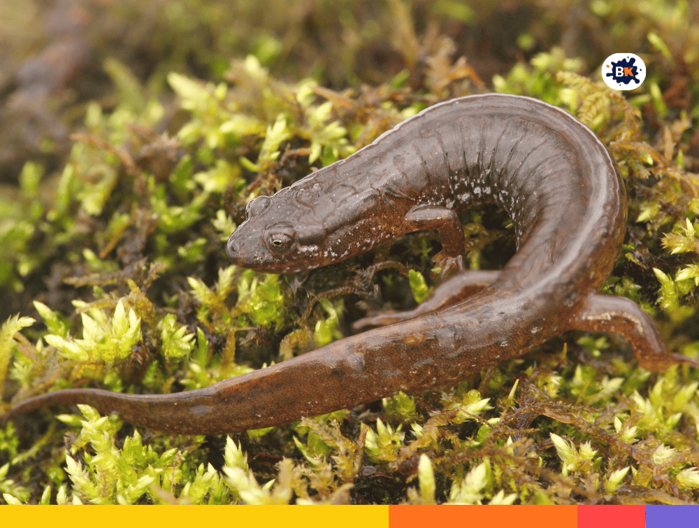 Dusky Salamanders Gray Thing